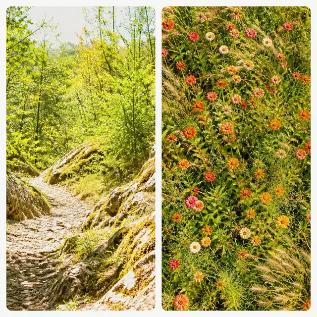 2 photo nature collage with a 2 by 1 grid
