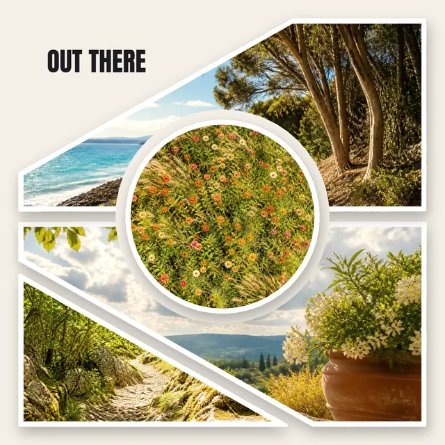 4 photo nature collage, with white polaroid borders on warm paper