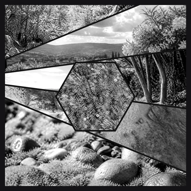 6 photo nature collage with a hexagonal medallion over the others, in black and white on a dark ground
