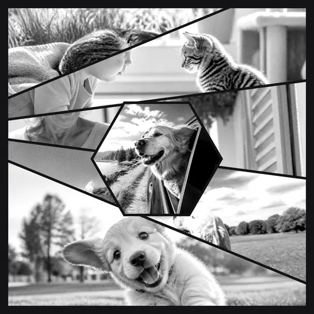 6 photo pet collage with a hexagonal medallion over the others, in black and white on a dark ground